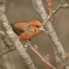 Krivka obecna - Loxia curvirostra - Red Crossbill 3501